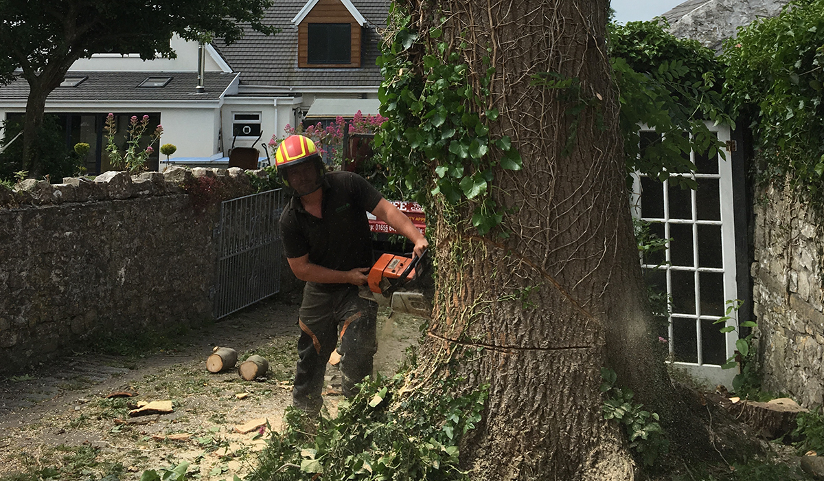 Dangerous tree work and removal 