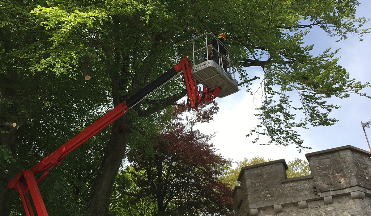 Felling an overhanging tree at Ewenny Priory, Vale of Glamorgan