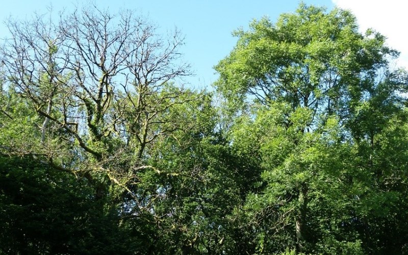 Ash dieback shown in tree canopy