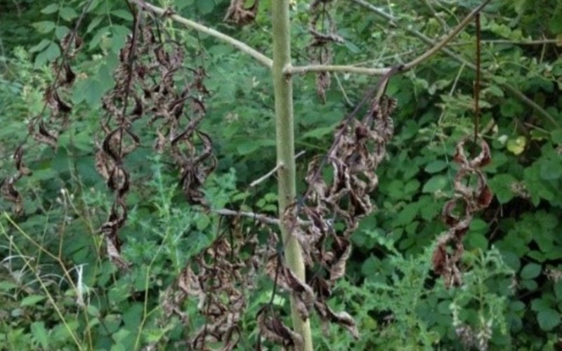 Ash dieback 2.jpg